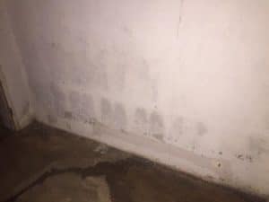Black mold in basement