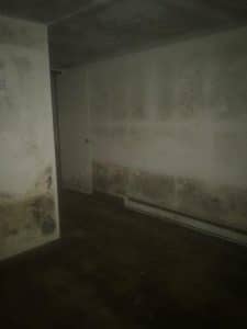 Black toxic mold in Honesdale basement