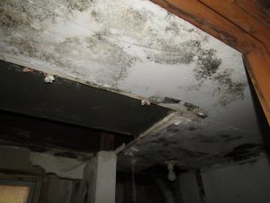 Black Mold Removal on Pennsylvania Drywall Ceiling
