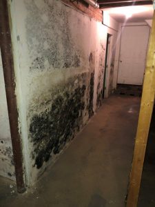 Black toxic mold in New York Basement