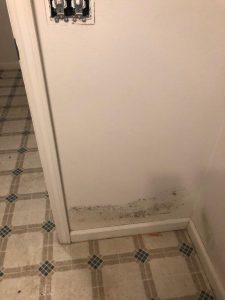 Black Mold on Drywall in Florida Home