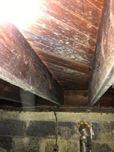 mold removal basement ceiling