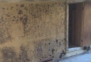 removal of mold from walls