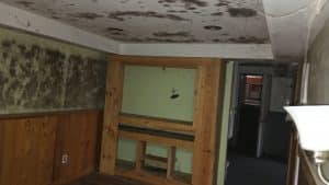 Black mold removal in Stroudsburg PA