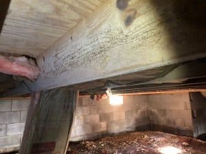 mold in crawl space